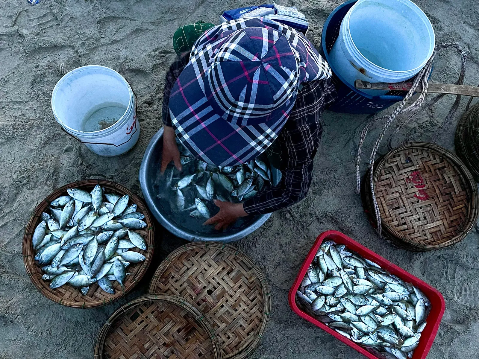 Nelayan memilah ikan segar ke dalam keranjang