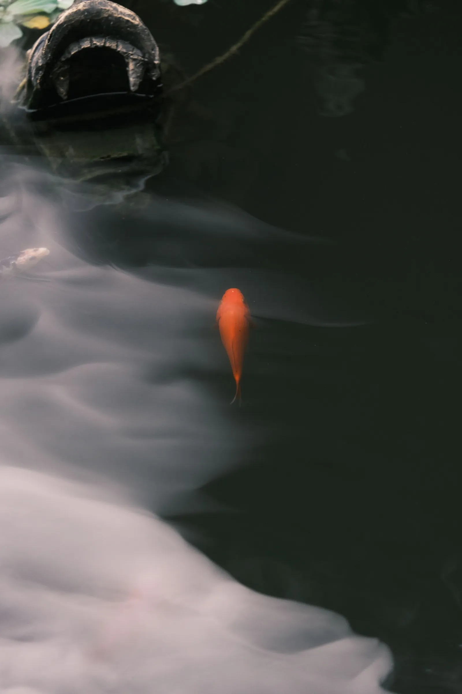 Ikan koi berenang di kolam yang tenang