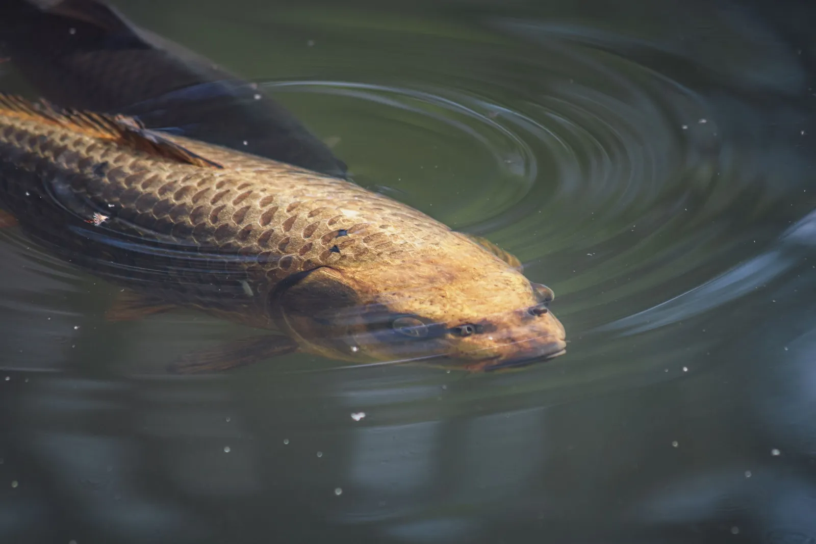Ikan grass carp berenang dekat permukaan kolam