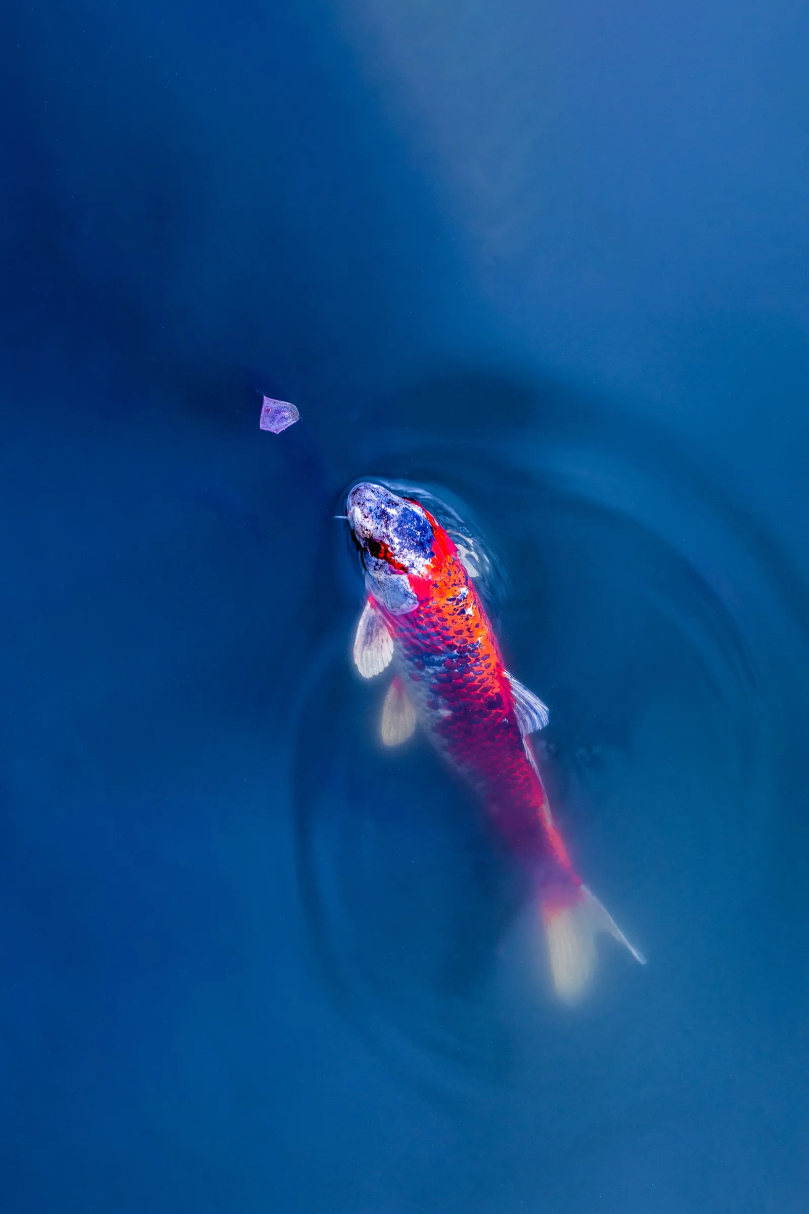 Ikan koi berenang di air biru