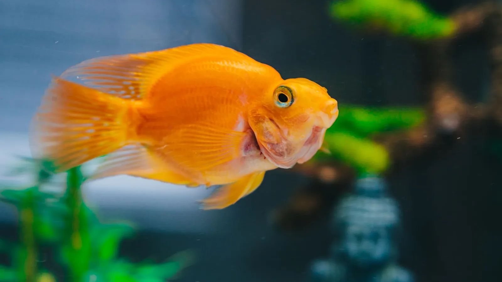 Ikan mas koki berenang di akuarium