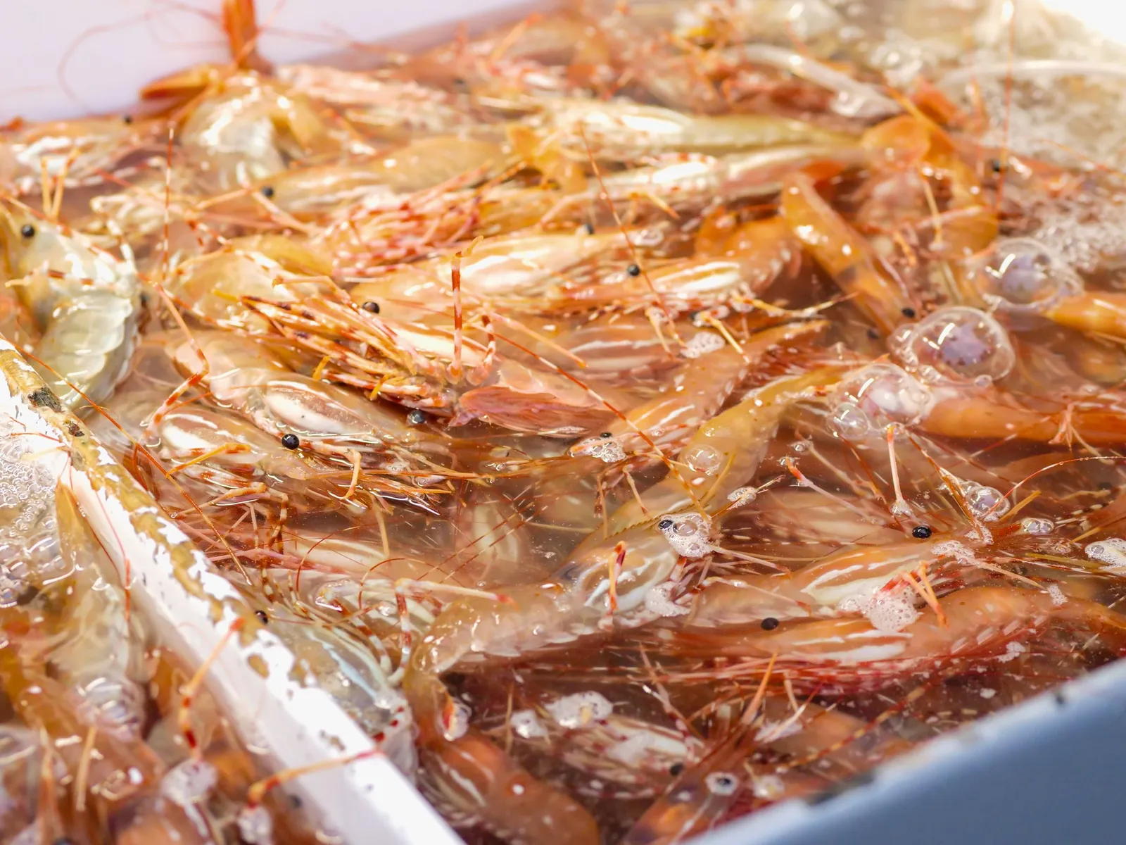 Udang segar dalam air
