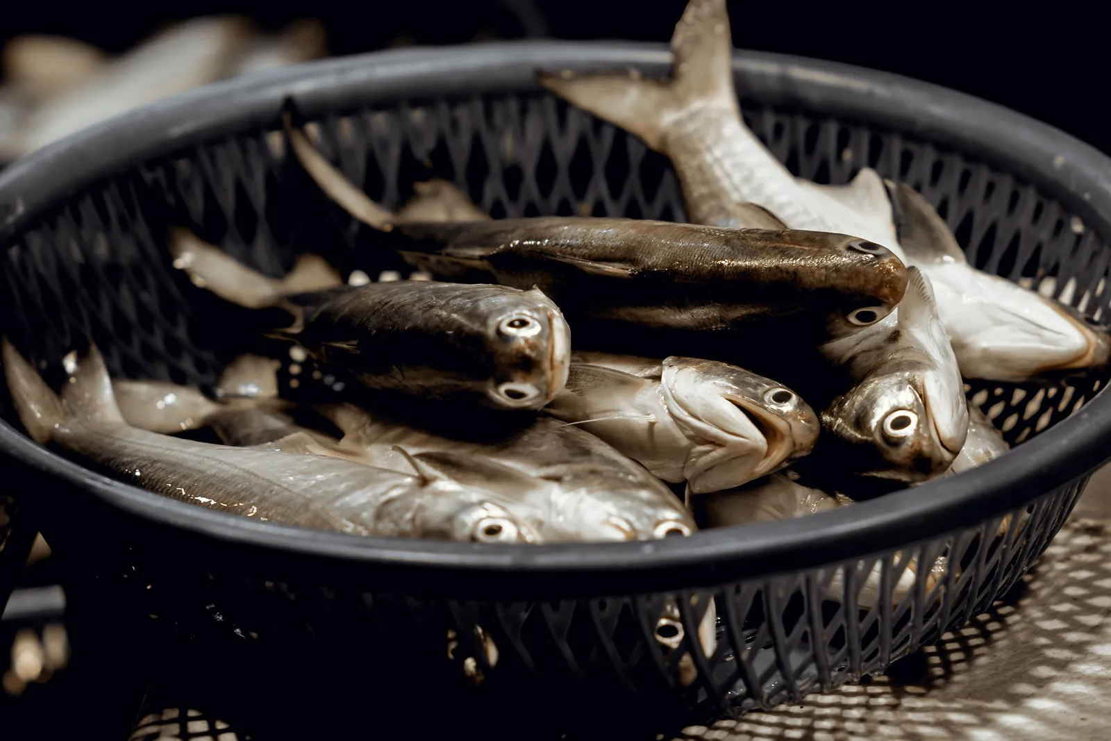 Keranjang berisi ikan segar hasil panen
