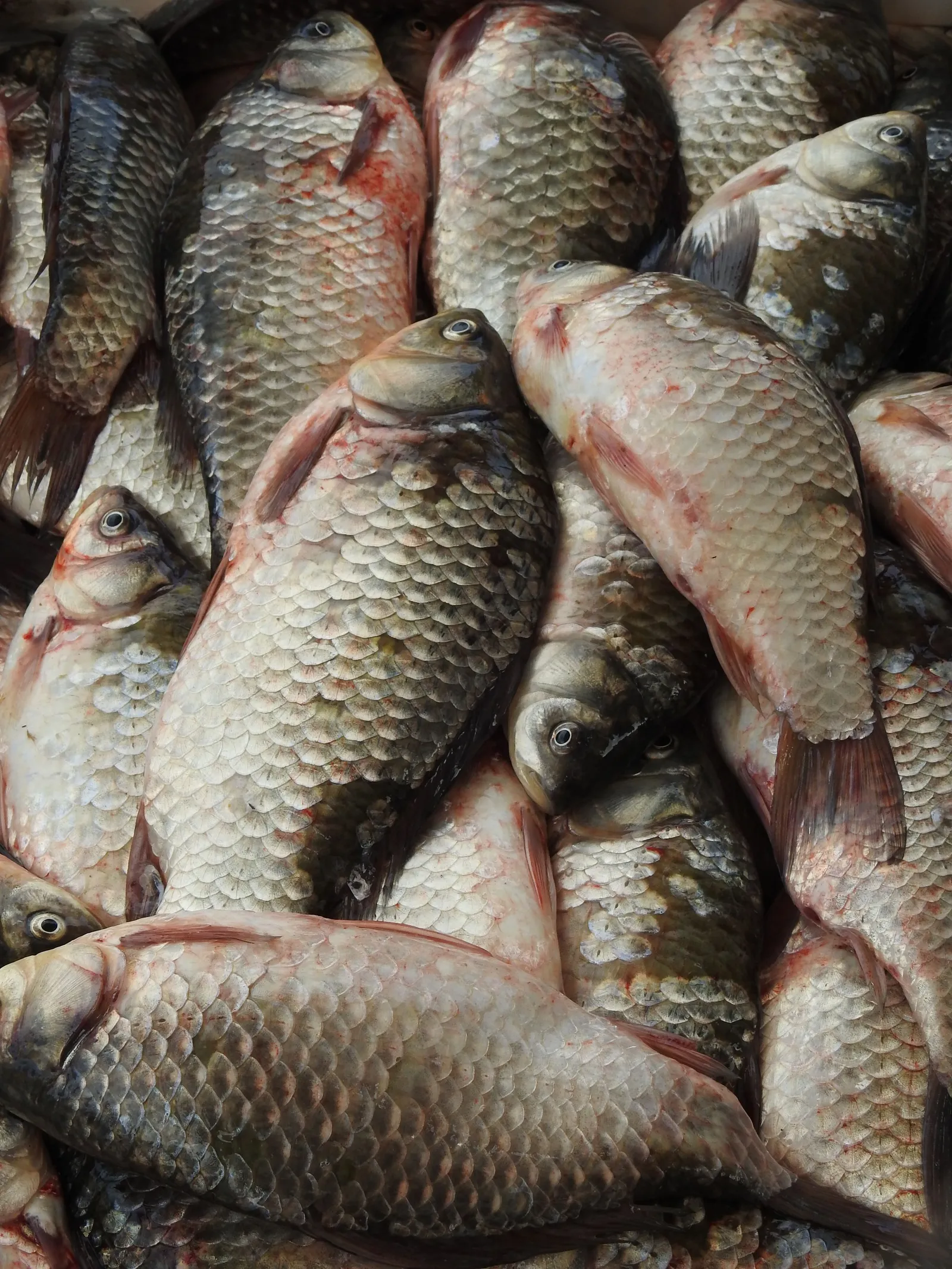 Tumpukan ikan mas segar