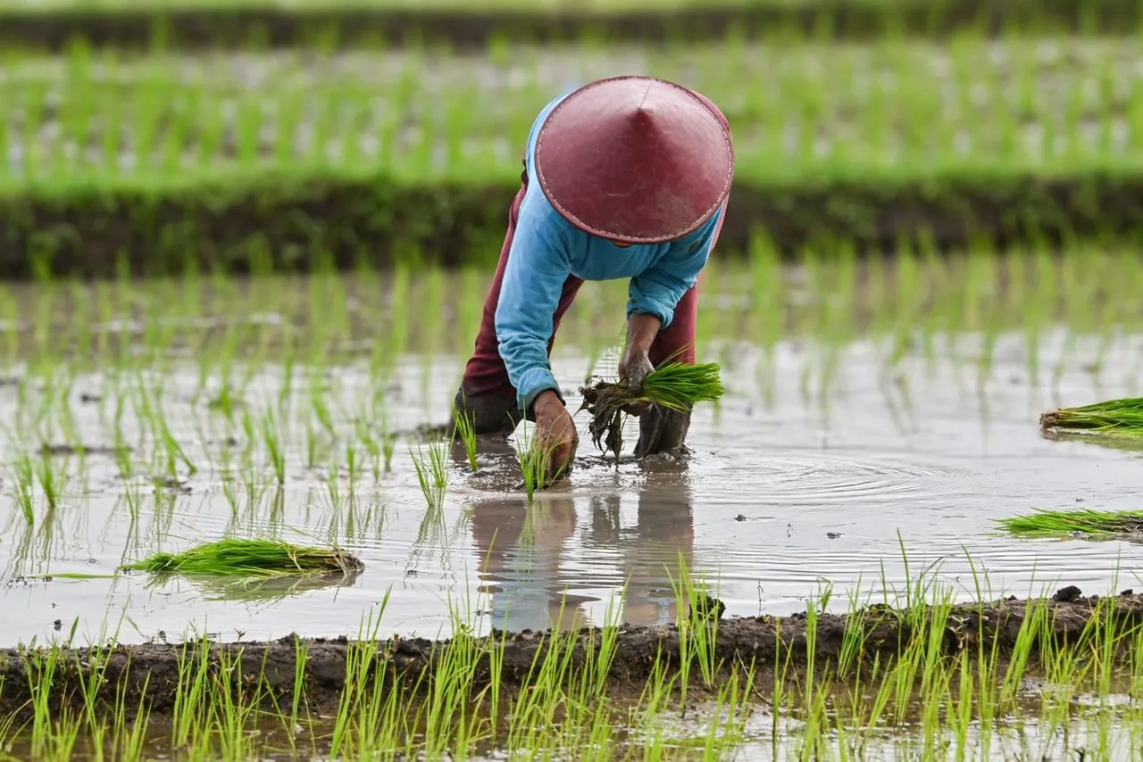 Petani menanam padi di sawah