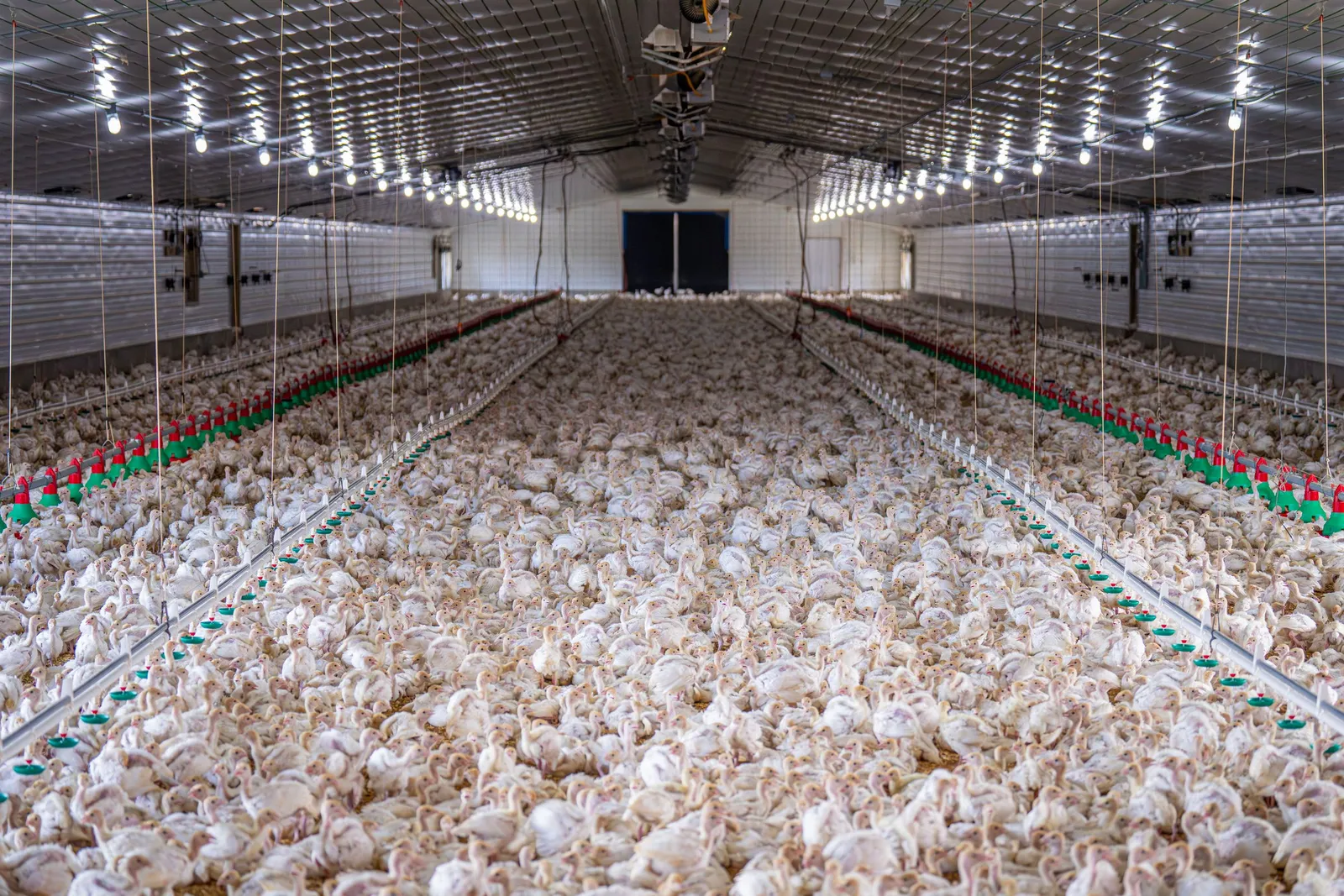 Kawanan ayam broiler di kandang tertutup modern