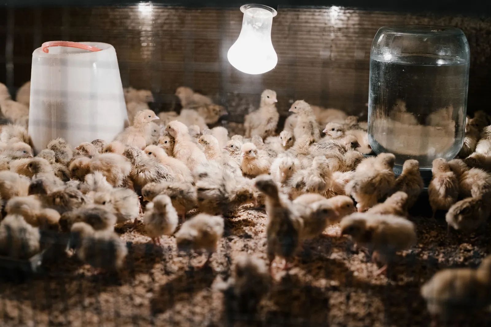 Anak ayam di kandang pembesaran dengan lampu penghangat