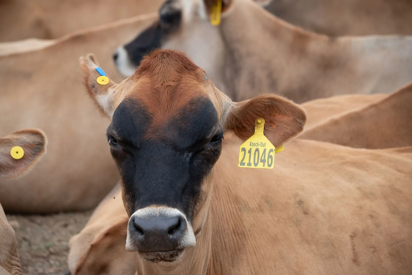Sapi jersey bertanda telinga di kandang