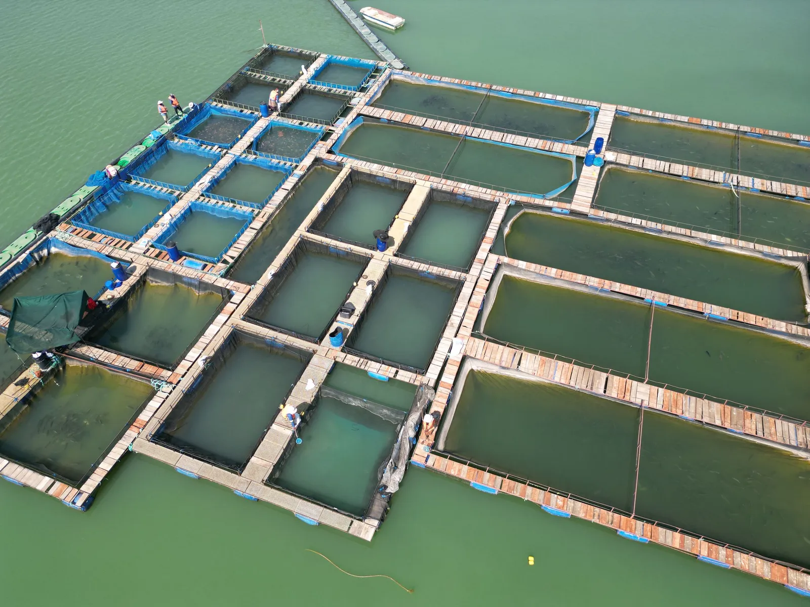 Keramba ikan terapung di perairan hijau dilihat dari udara