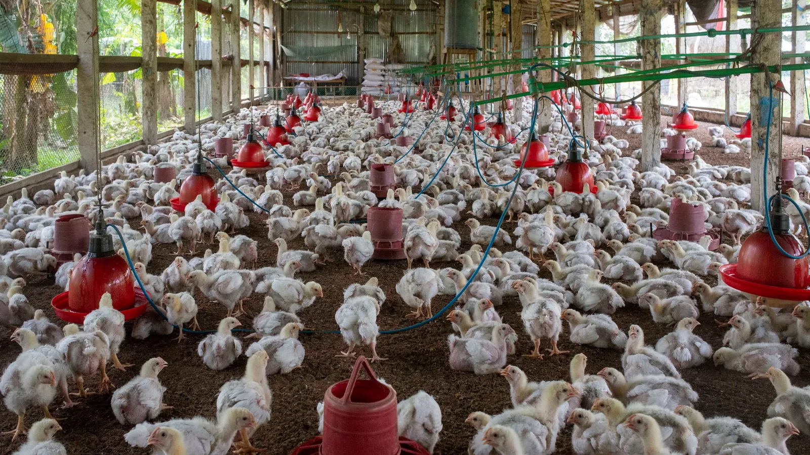 Ayam broiler di kandang peternakan lengkap dengan tempat pakan