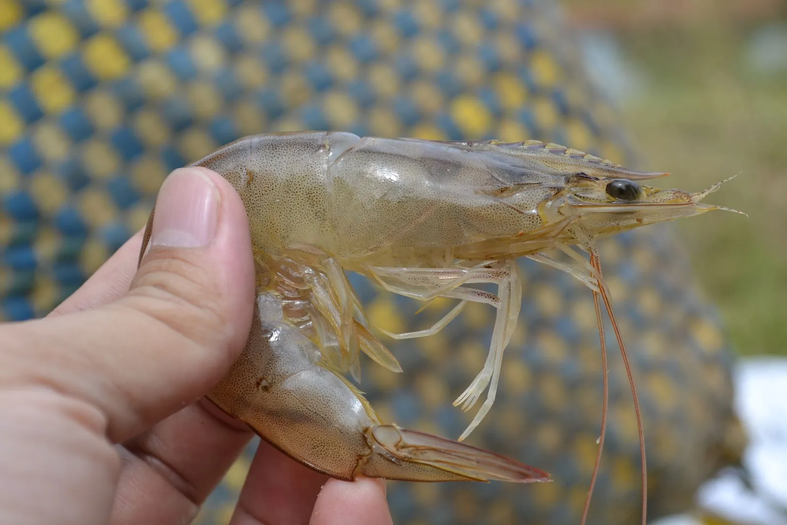 Tangan memegang udang di dekat jaring