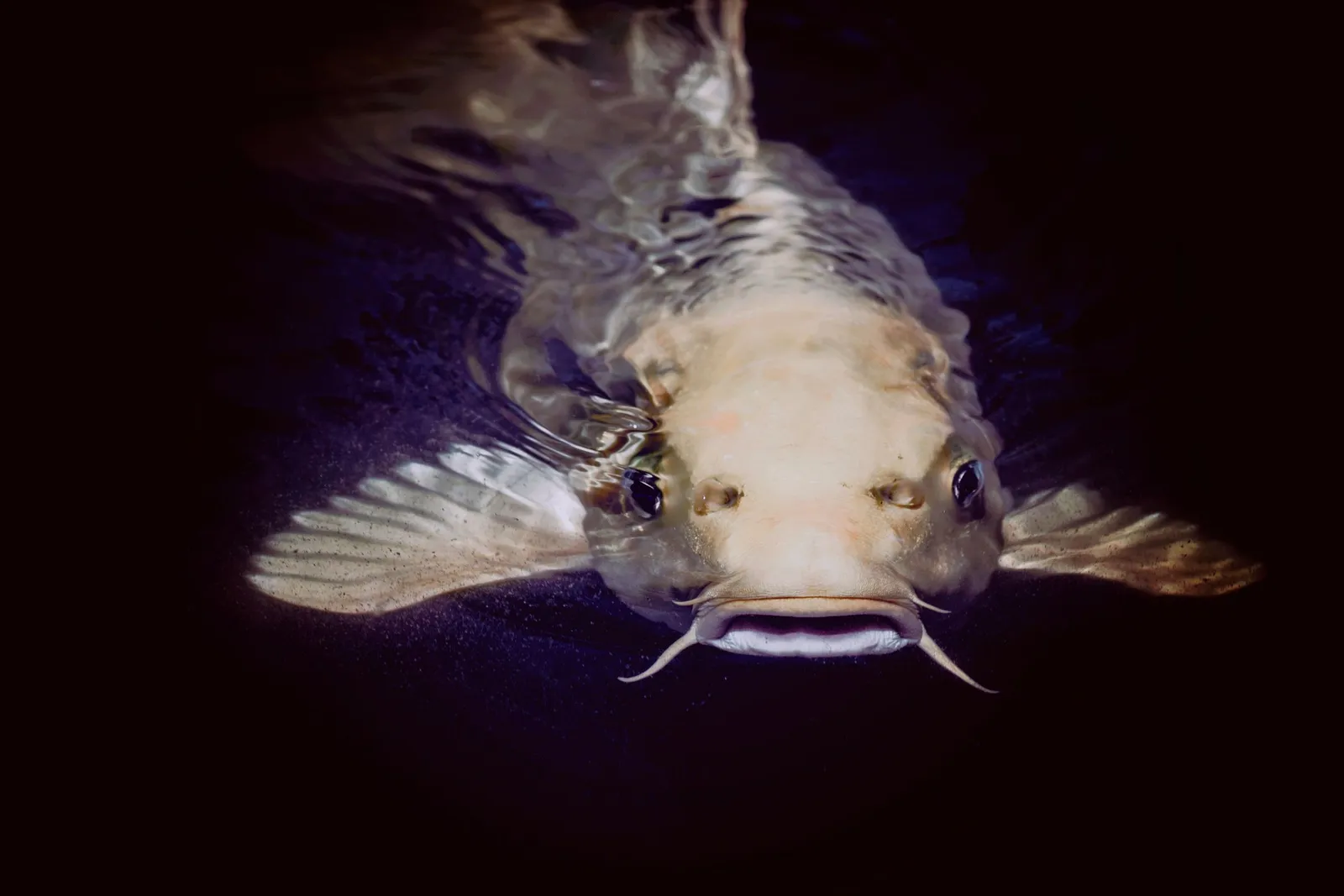 Ikan lele di dalam air