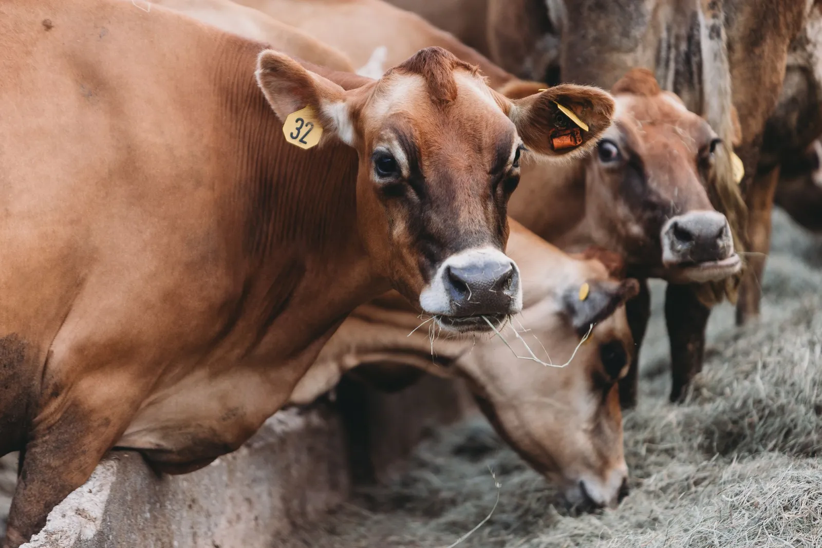 Sapi makan jerami di kandang