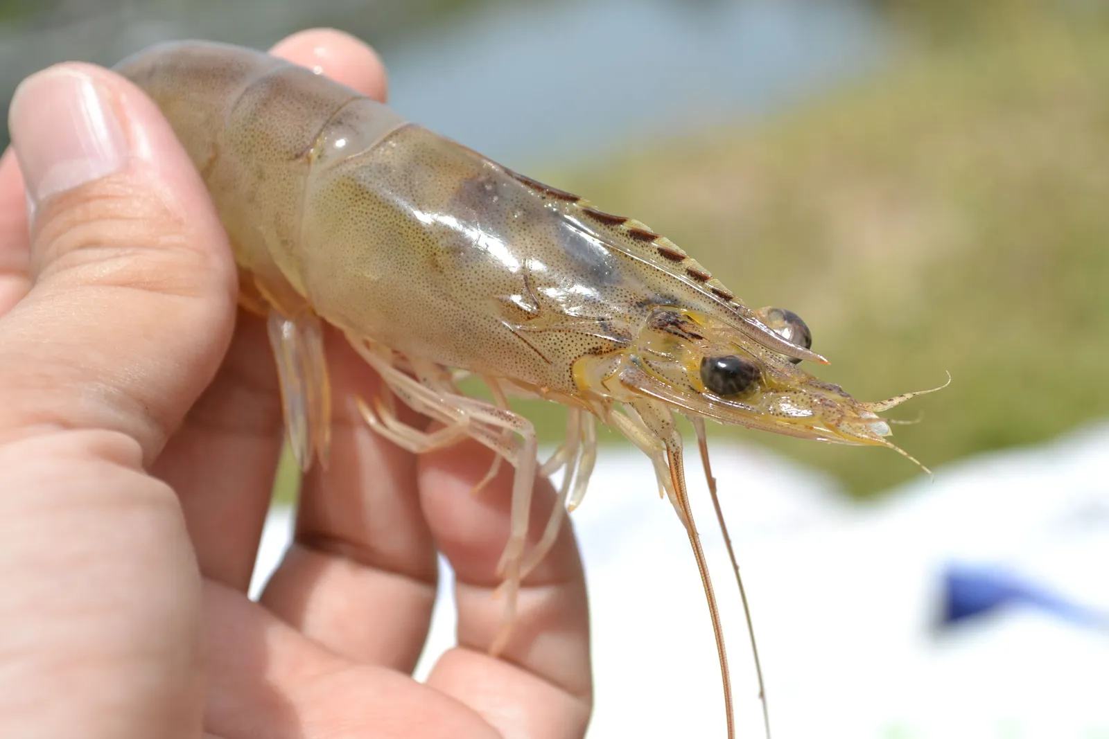 Tangan memegang udang hasil budidaya