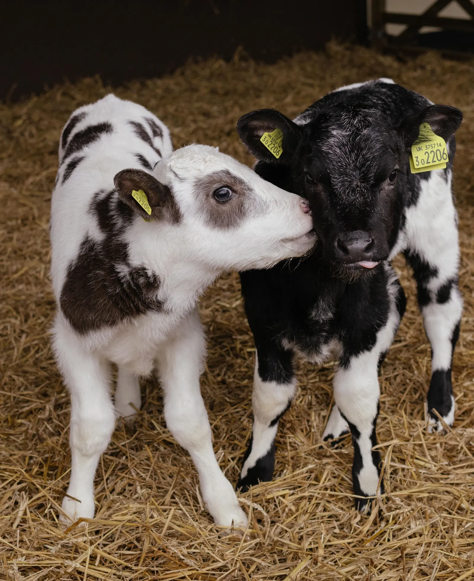 Dua anak sapi di atas jerami