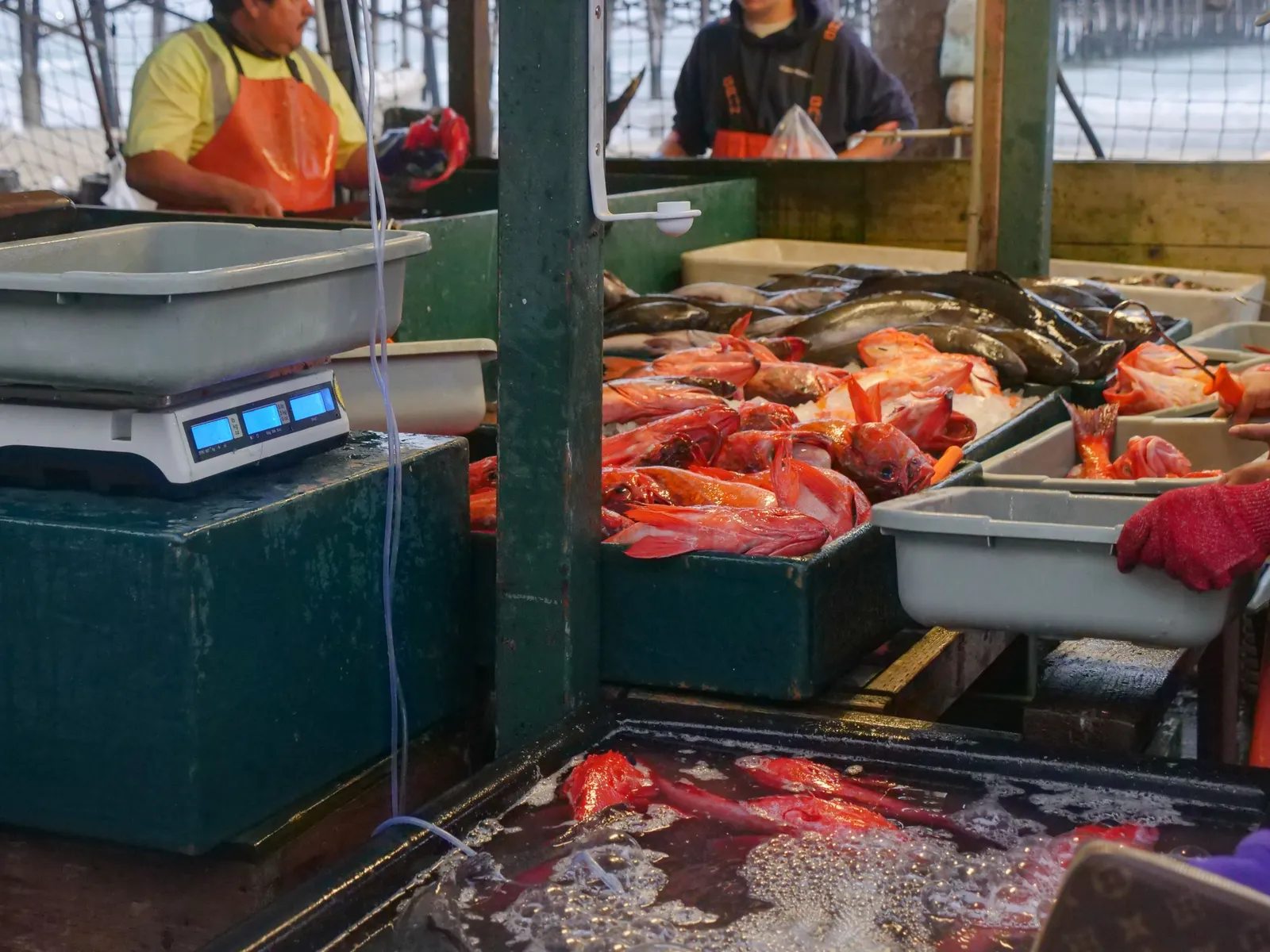 Ikan segar dijual di pasar