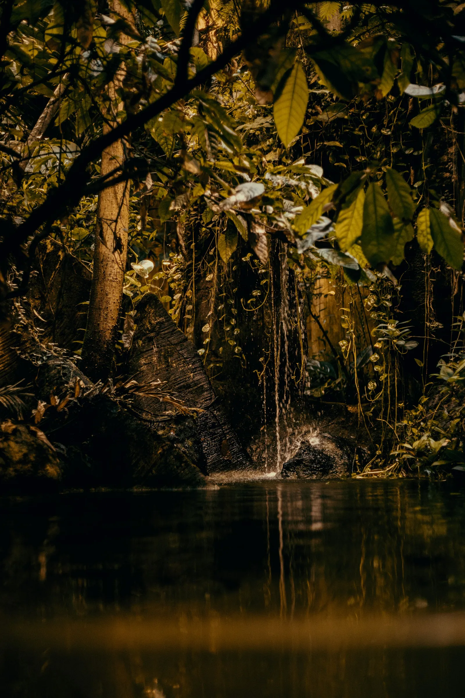 Danau di tengah hutan hujan tropis