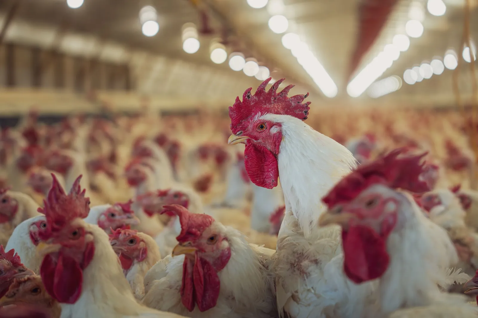 Ayam putih di dalam kandang besar berpenerangan