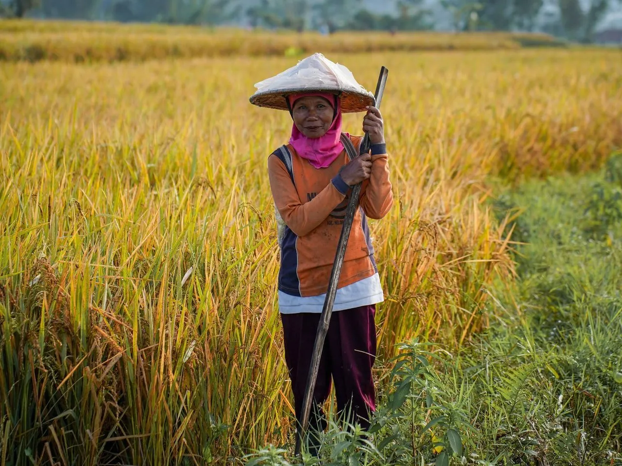 Petani perempuan bercaping di sawah menguning
