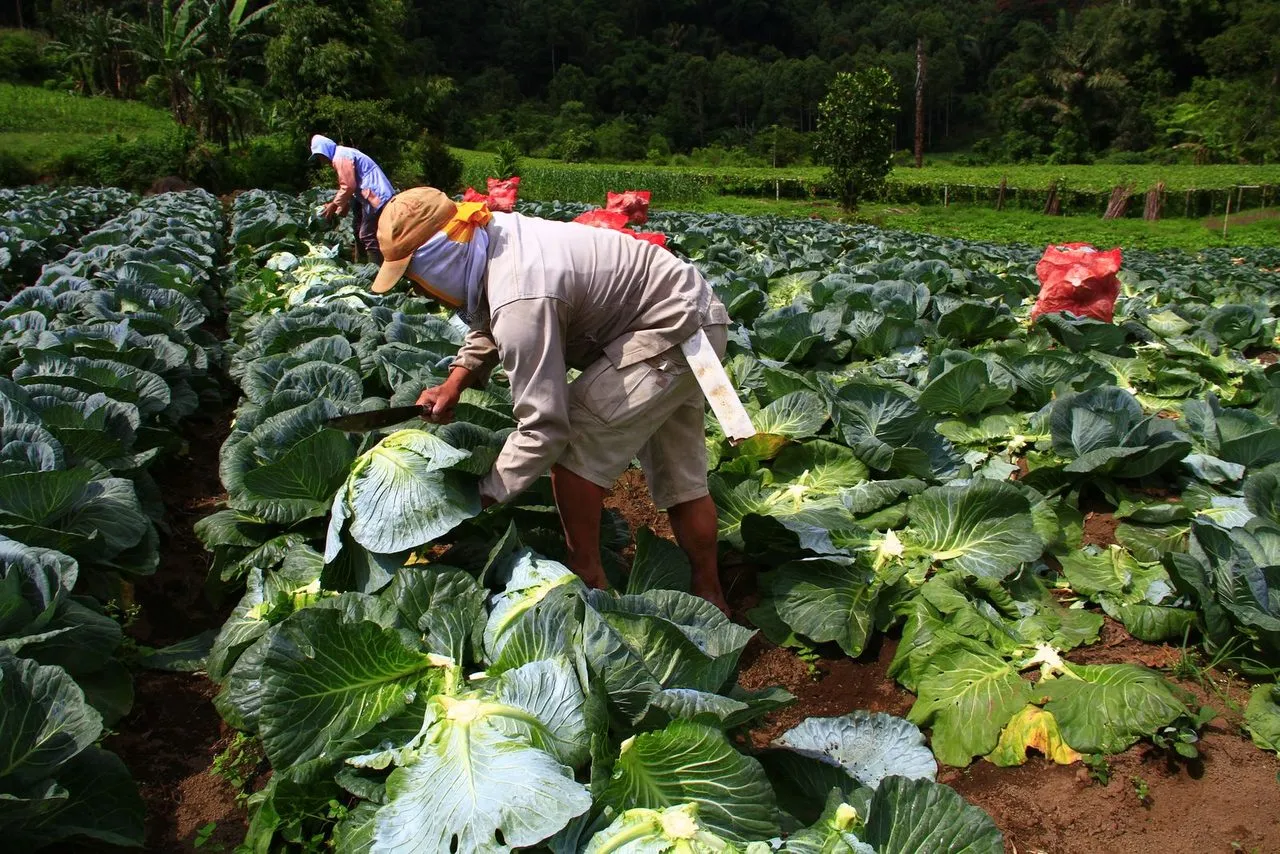 Petani memanen kubis di kebun