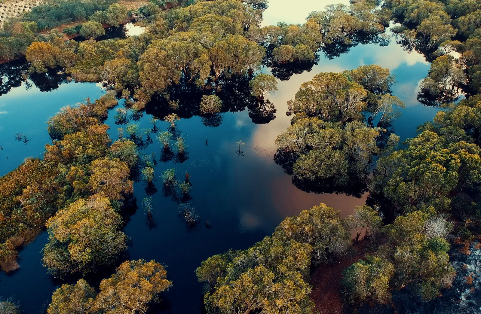 Hutan rawa tergenang air dilihat dari udara