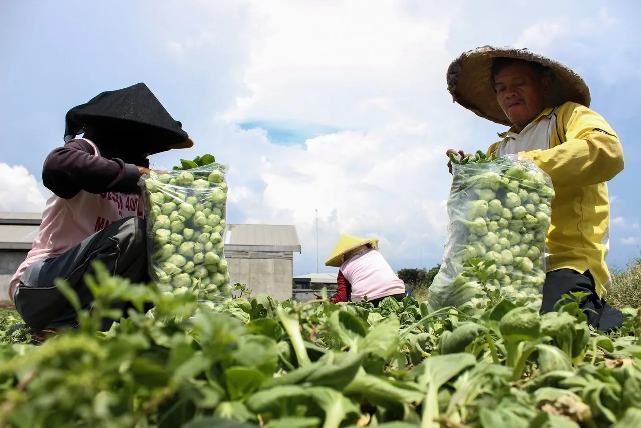 Petani mengemas sayuran di ladang