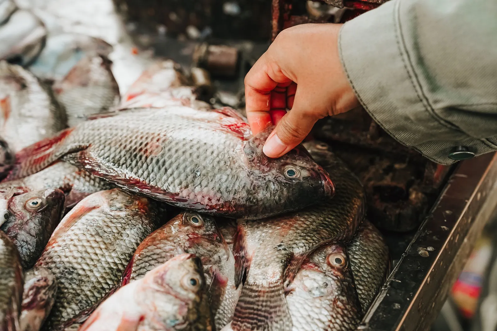 Tangan memilih ikan segar di pasar Surabaya