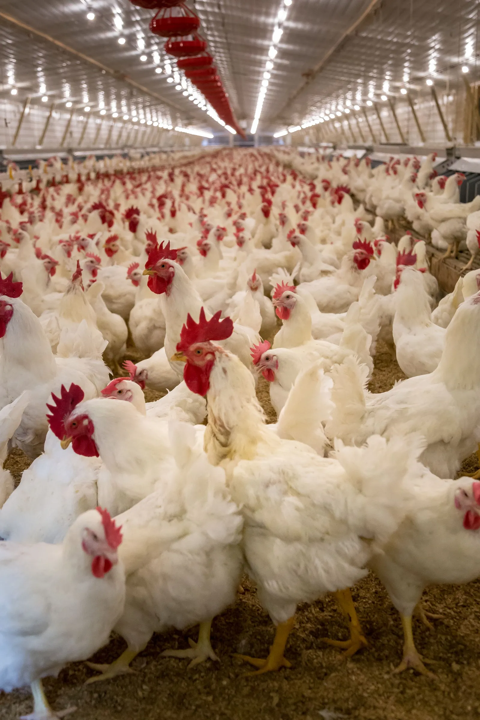 Ayam putih memenuhi kandang peternakan