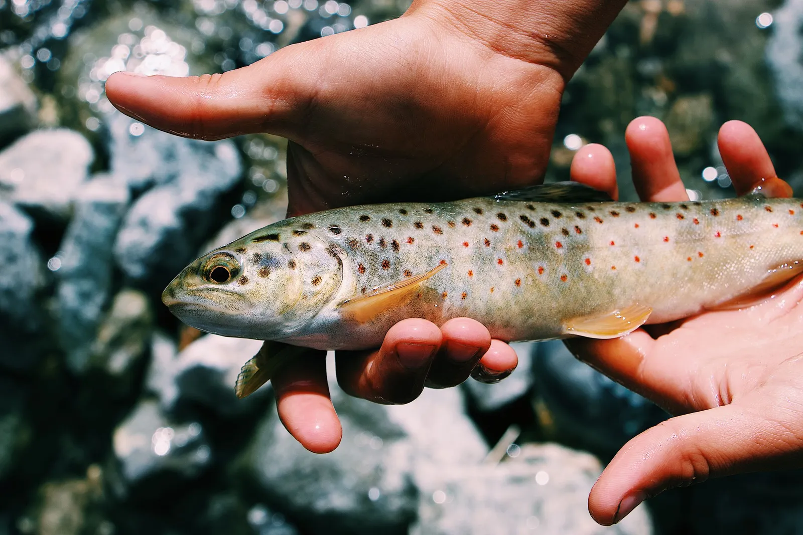 Tangan memegang ikan hasil budidaya